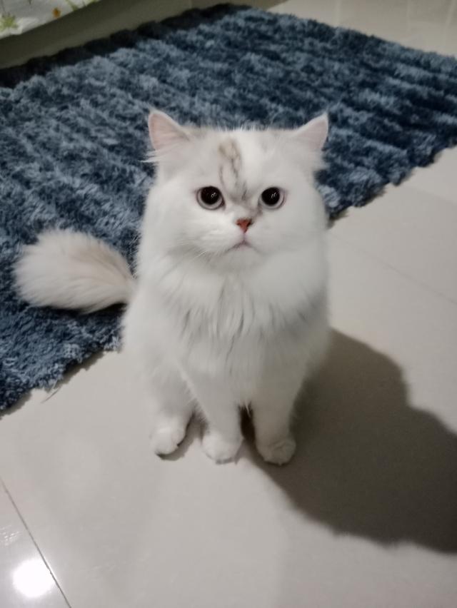 Persian  7