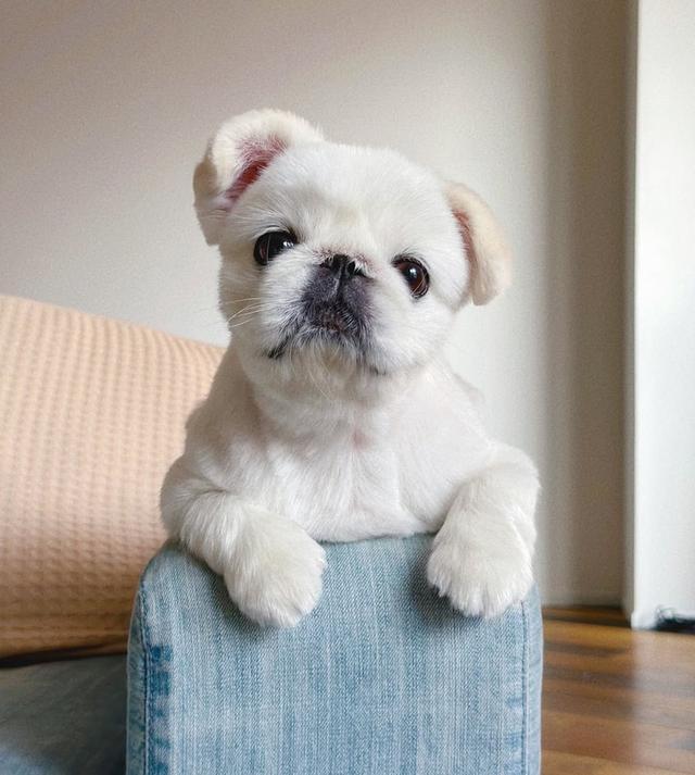 ขายด่วน Pekingese ตัวเล็กน่ารักสุดๆ 5