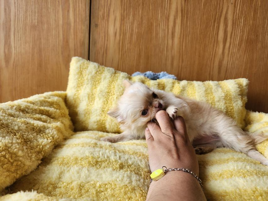 ชิวาวาไซส์จิ๋ว. วัคซีน 2 เข็มแล้ว. อยากมีบ้านคร๊าบบ สุขภาพแข็งแรง รับประกันโรคครับ 😊 รูปที่ 3