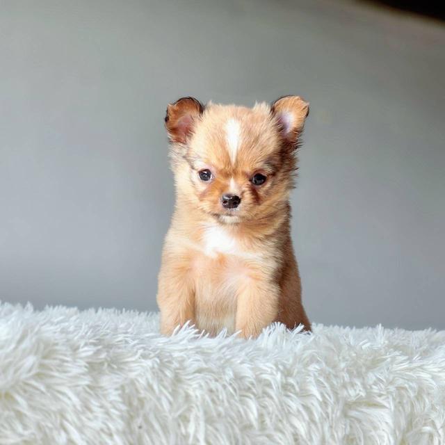 ชิวาวาแท้ขนยาว เพศเมีย รูปที่ 2