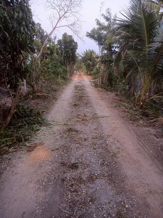 ขายที่ดินเปล่า 4 ไร่ 27 ตร.วา ติดคลอง บรรยากาศดี เหมาะสร้างบ้านสวน ทำเกษตร ต.บางไผ่ อ.เมือง จ.ฉะเชิงเทรา 13