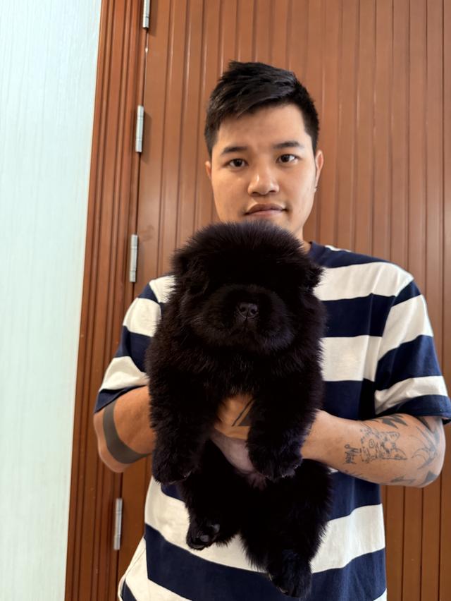 สุนัขเชาเชา สีดำ พ่อแม่นำเข้าจากต่างประเทศ