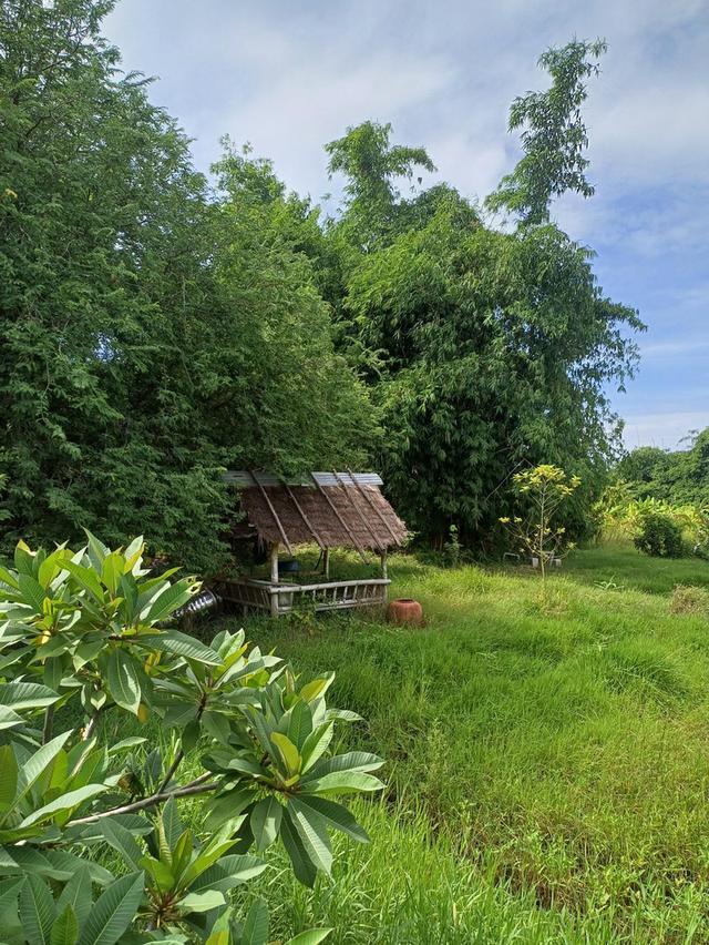 ขายที่ดินสวนเกษตรพร้อม บ้าน 3 หลัง 5
