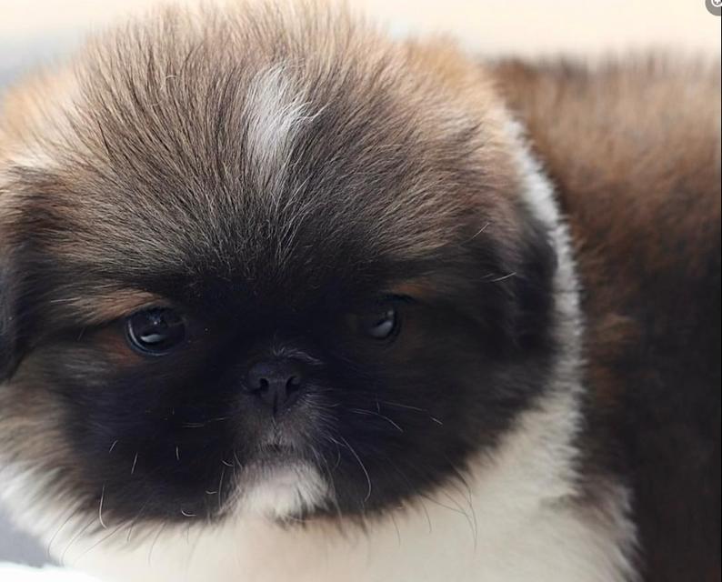 Pekingese ลูกหมาตัวจิ๋ว 3