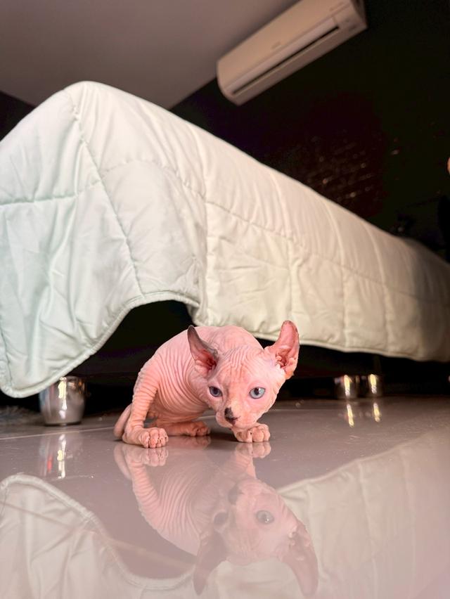 แมว สฟิงซ์ เพศ เมีย พร้อมย้ายบ้าน 9