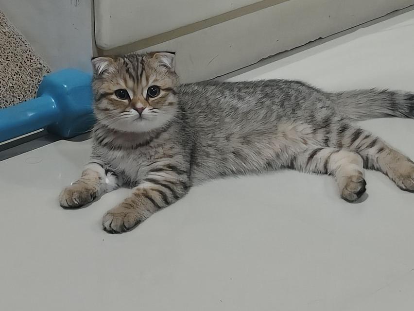 ลูกแมวสก็อตติช เพศหญิง หูดีด น่ารักสุดๆ