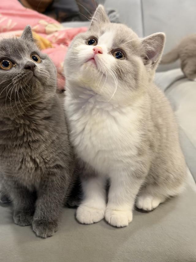 แมวบริติชสายเลือดแชมป์ 2