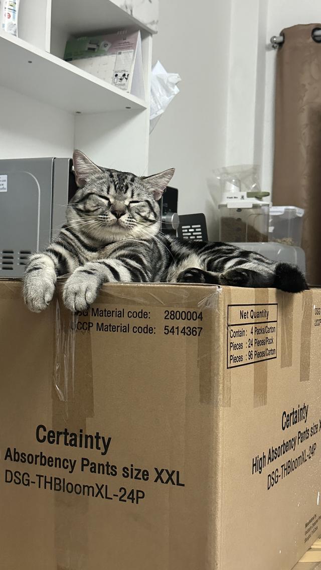 แมวอเมริกัน ช็อตแฮร์ พันธุ์แท้ 💯