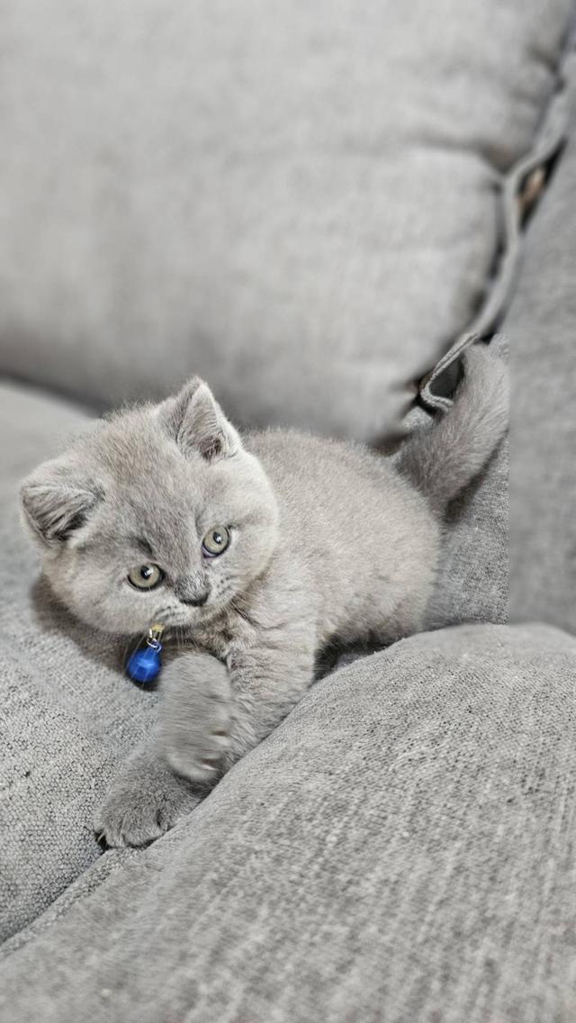 บริติชช็อตแฮร์แท้ น้องบลู 7