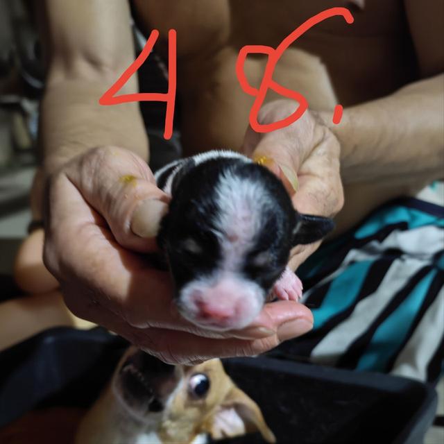 ขายลูกสุนัขชิวาวา (เลี้ยงบ้าน) 8