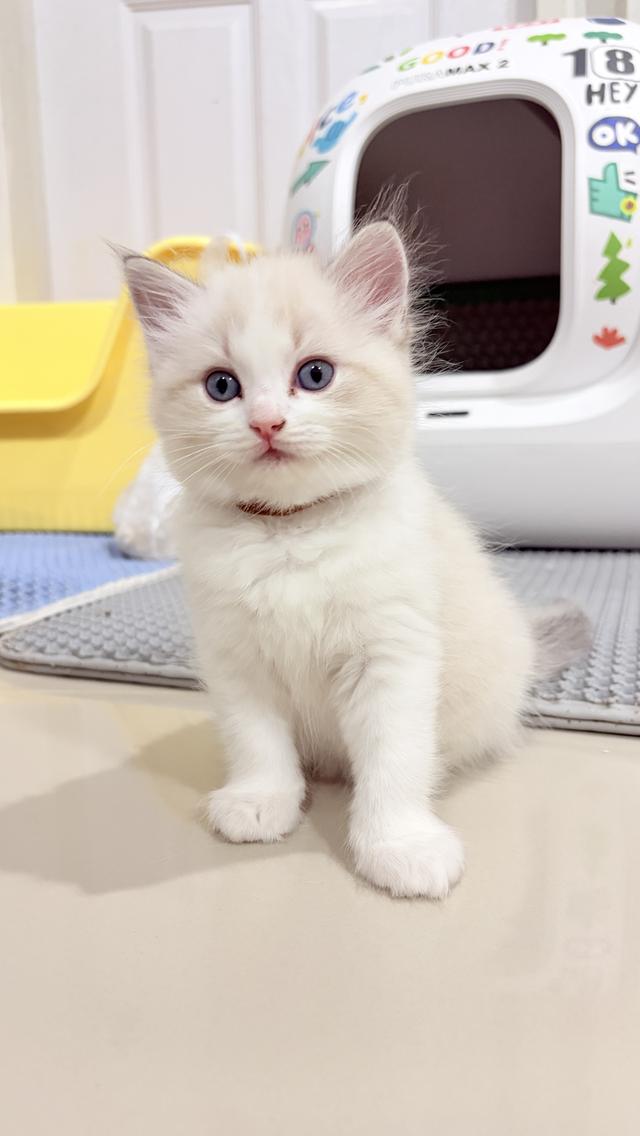 แมวสายพันธุ์Ragdoll  ผู้หญิง 40,000 บาท  ตรวจสุขภาพก่อนย้ายบ้าน  มีใขเพ็ด WCF  ทำวัคซีนแล้ว รูปที่ 1
