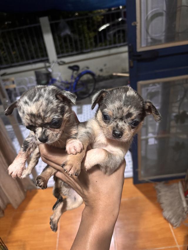 สุนัขชิวาว่าขนสั้นสีบลูเมอร์