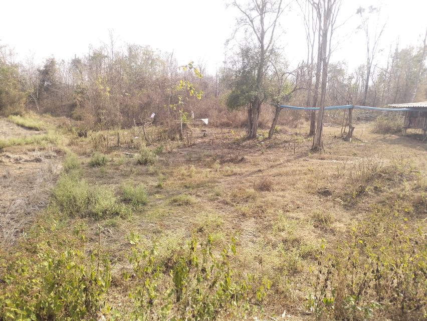 ที่ดินพร้อมสวนปลูกสร้าง 8