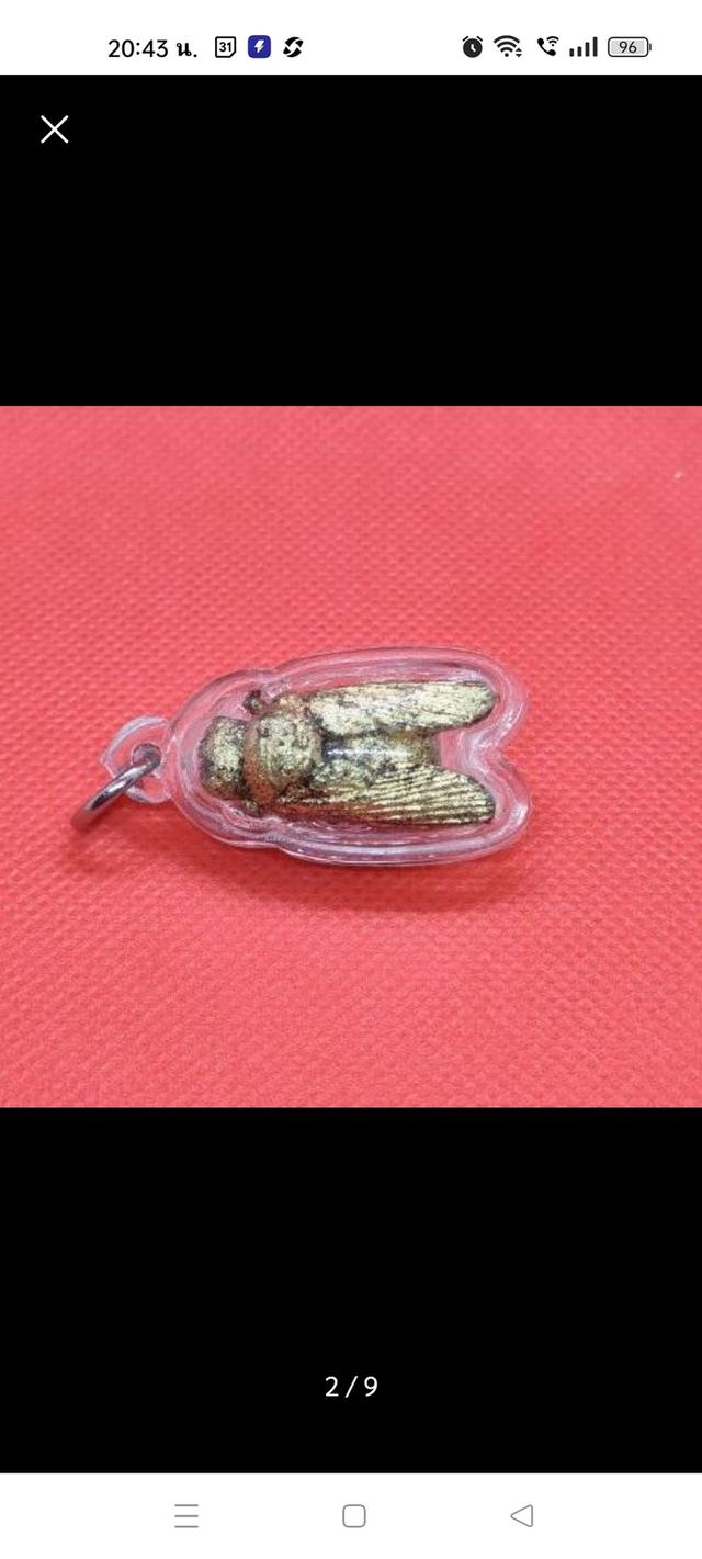 แมลงภู่คำไม้ดุมล้อเกวียน จากประเทศพม่า รูปที่ 2