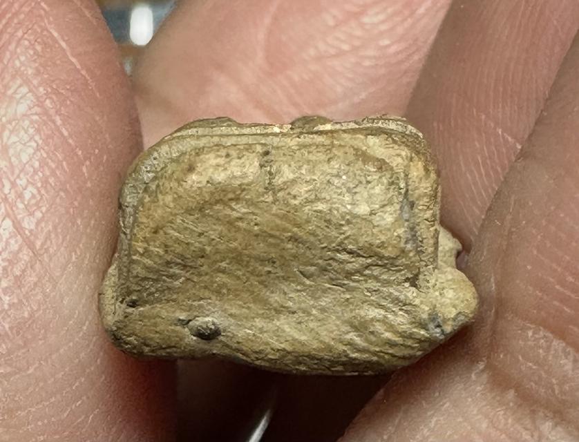 พระรอดลาำพูน องค์ละ1 000 6