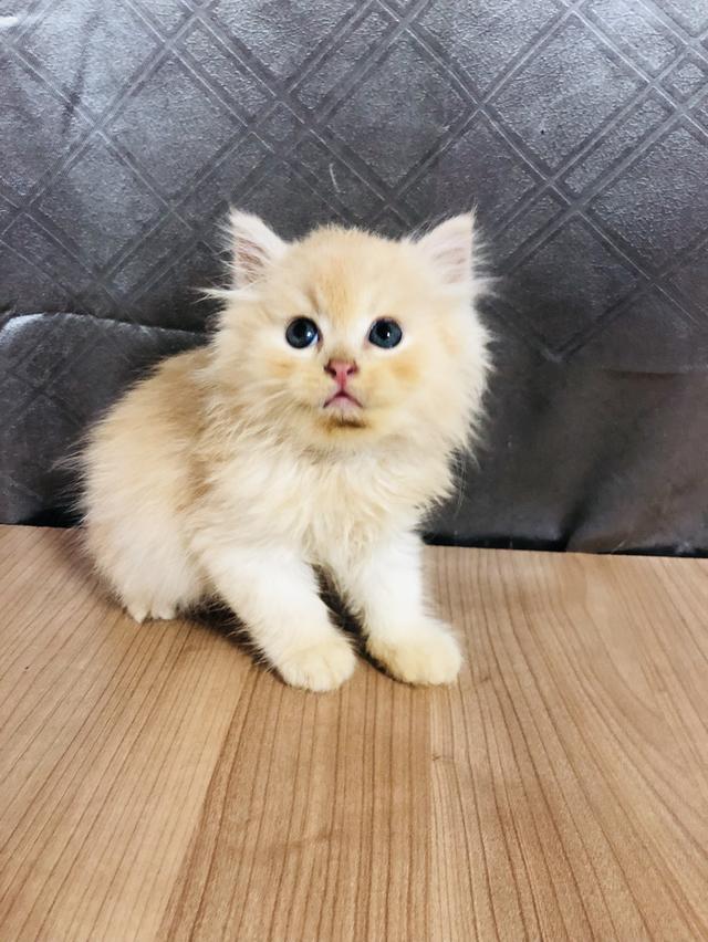 น้องแมวพันธุ์ หิมาลายันผสมชินชิล่า เพศผู้