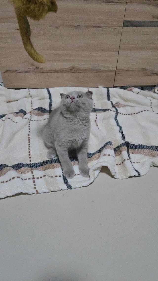 น้องแมวพร้อมย้ายบ้าน 11