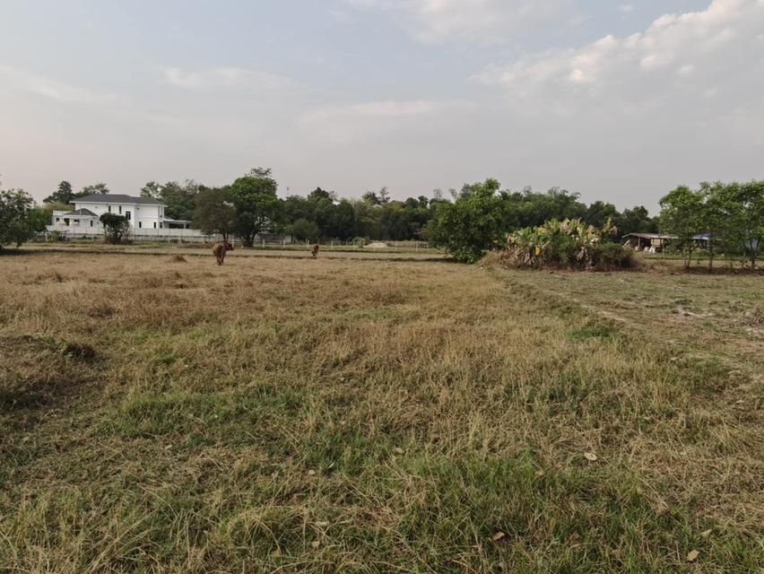 ขายที่ดินแปลงใหญ่ บ้านทุ่งขุนน้อย อุบลราชธานี ** เพียง 1.5 ลบ. ฟรีโอน ** (N.2029) 2