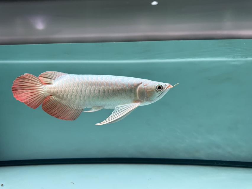 24 Red Arowana 🇹🇭 ปลามังกรนำเข้าแดงอินโด สนามหลวง2ซอย10