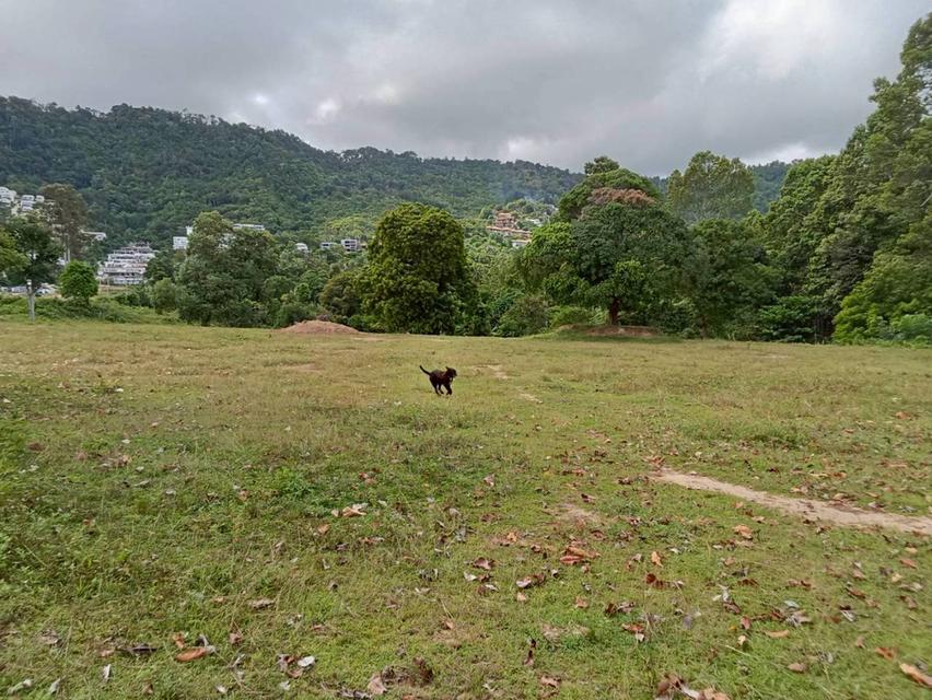 ขายที่ดิน เกาะสมุย land for sale samui 7