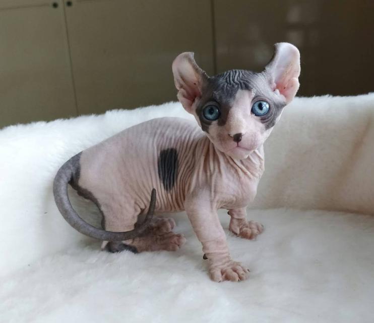 5.แมวดเวล เพศผู้ Dwelf Cat Male