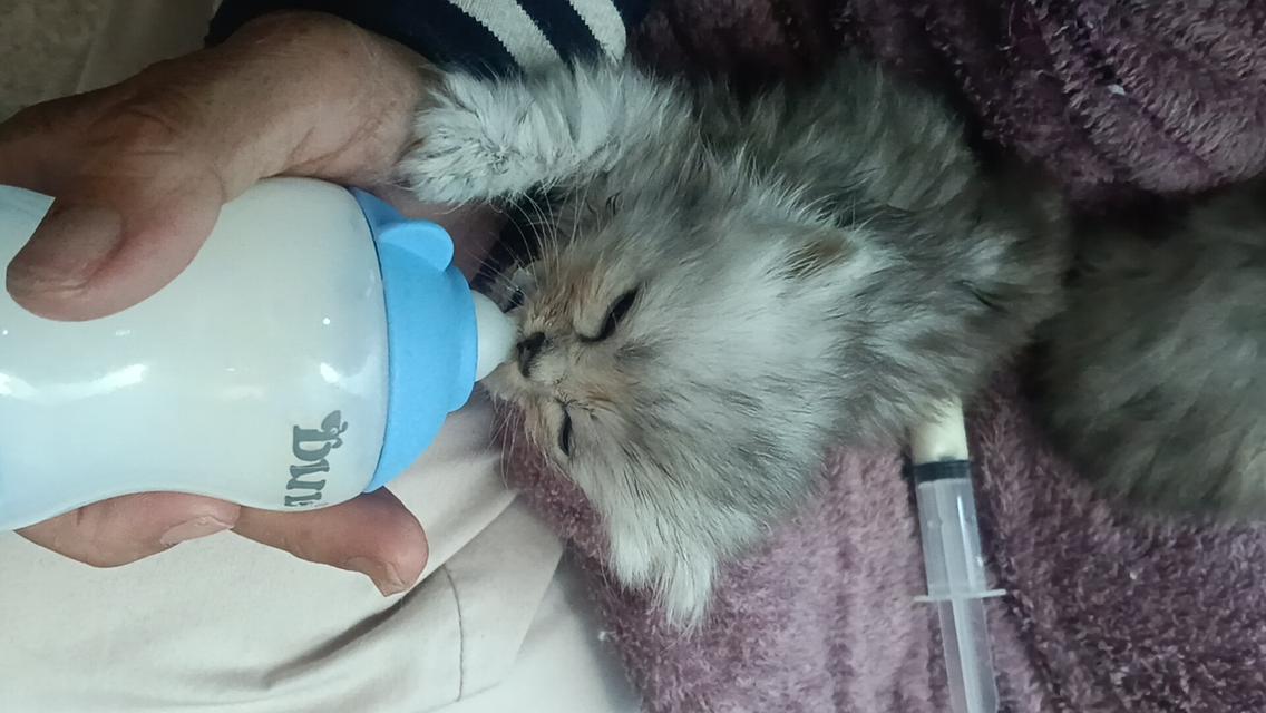 ลูกแมวเปอร์เซีย แท้ๆๆ นนทบุรี