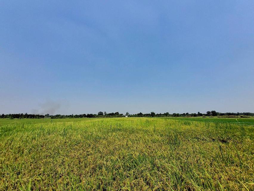 ขายถูกที่ดิน 593 ตรว ติดถนนสาธารณะ คลอง8 หนองเสือ ปทุมธานี 5