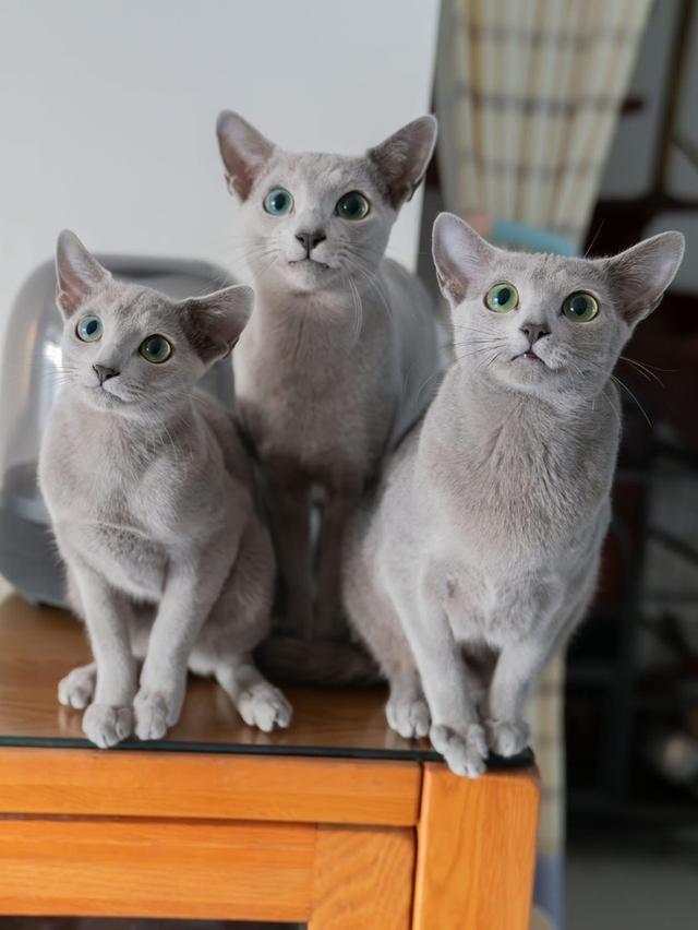 แมว Russian Blue สวยๆ 3