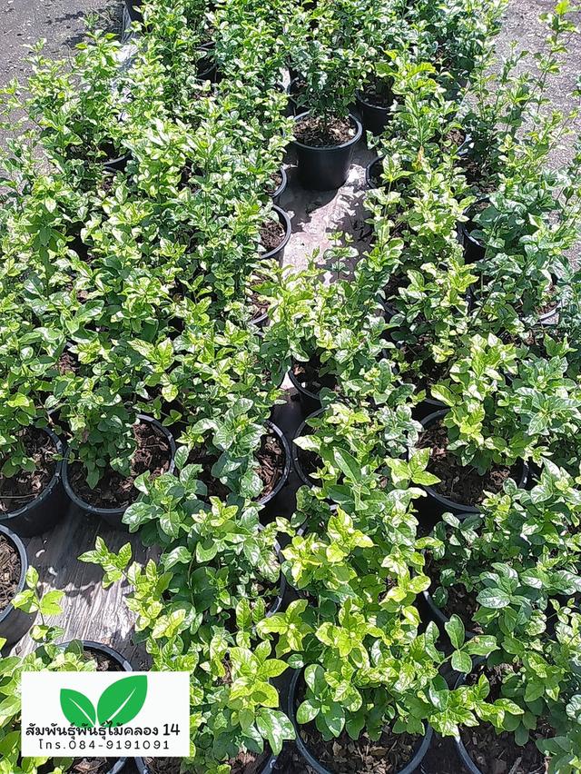 มะลิซ้อน ต้นมะลิซ้อน 2