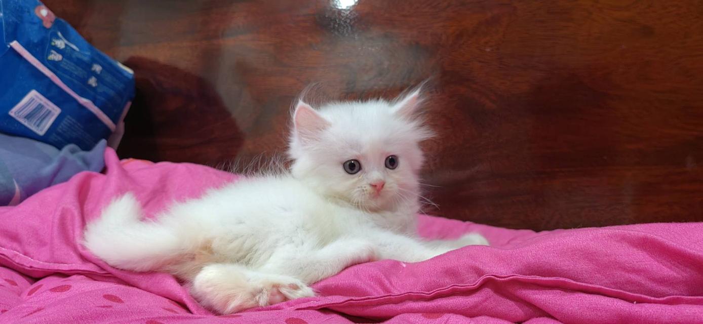 ขายลูกแมวเปอร์เซียน่ารัก ผู้ชาย ผู้หญิง พระรามสอง เทียนทะเล รูปที่ 5