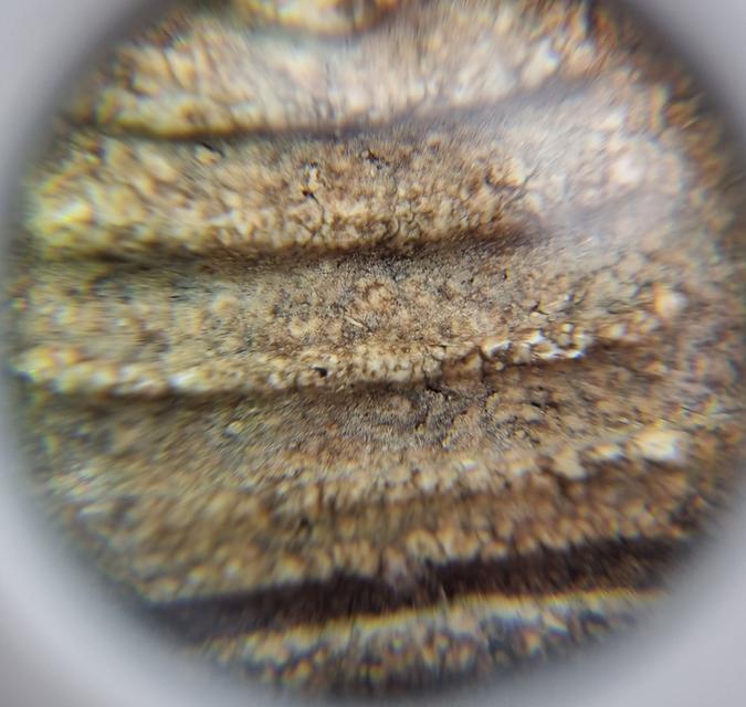 พระสมเด็จ 10