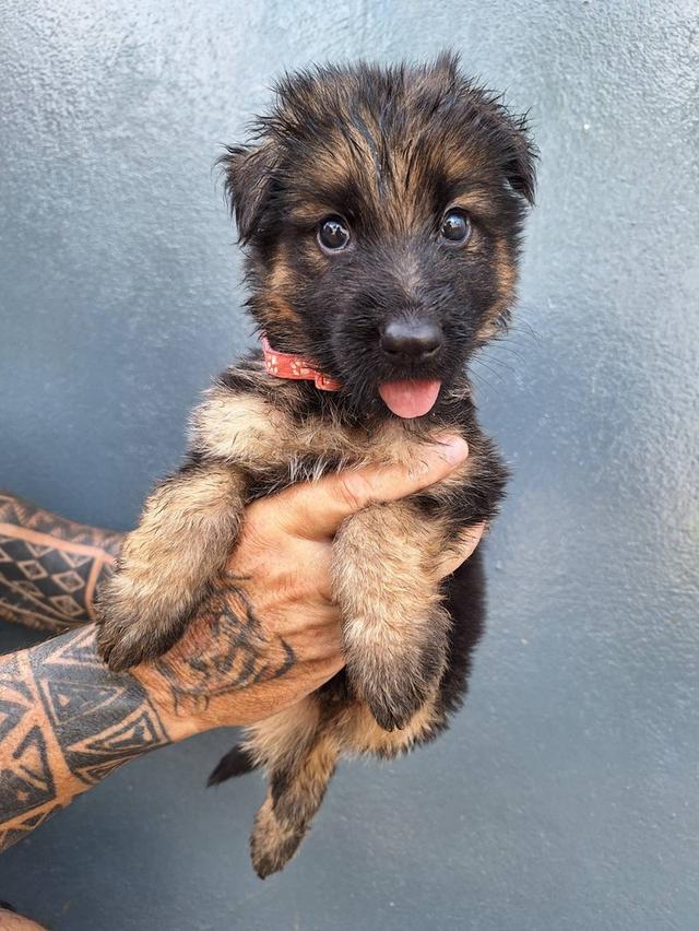 Adorable German Shepherd Puppies - Ready now ! 13