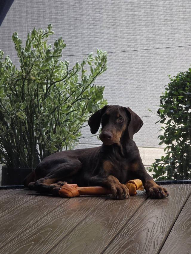 ลูกหมา Doberman Pure Bred Champion Line เพศเมีย สีแดง มี 3 ตัว มี Pedigree/Certificate ตัดหางแล้ว รูปที่ 7