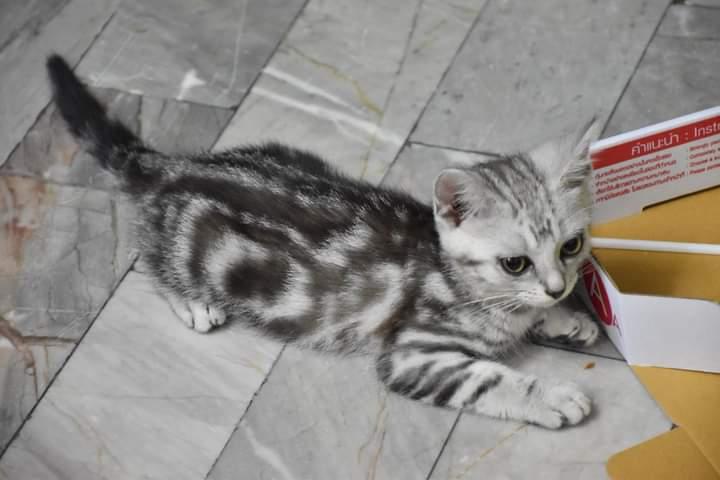 American Shorthair แท้ 2