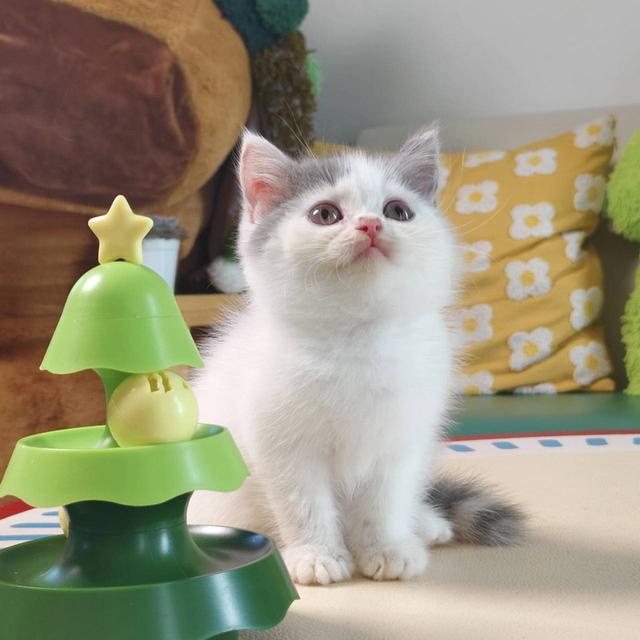 แมว สก๊อตติช Scottish Oscat cattery chiangmai รูปย่อยที่ 2