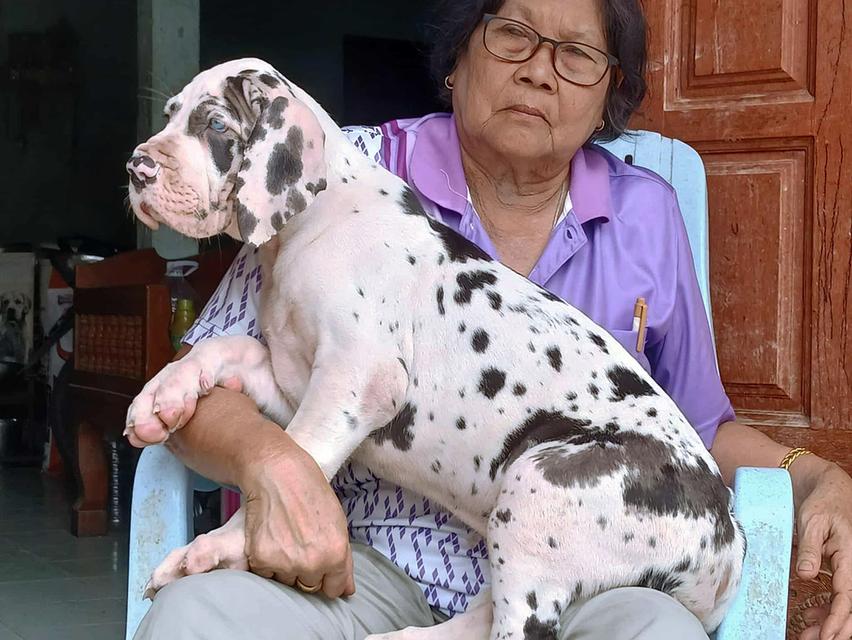 เกรทเดนสีขาวดำ เพศเมีย Great dane HLQ female