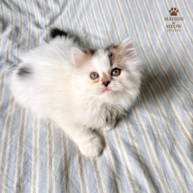 ❌🏠ได้บ้านแล้ว เปอร์เซียแท้ สามสี 11