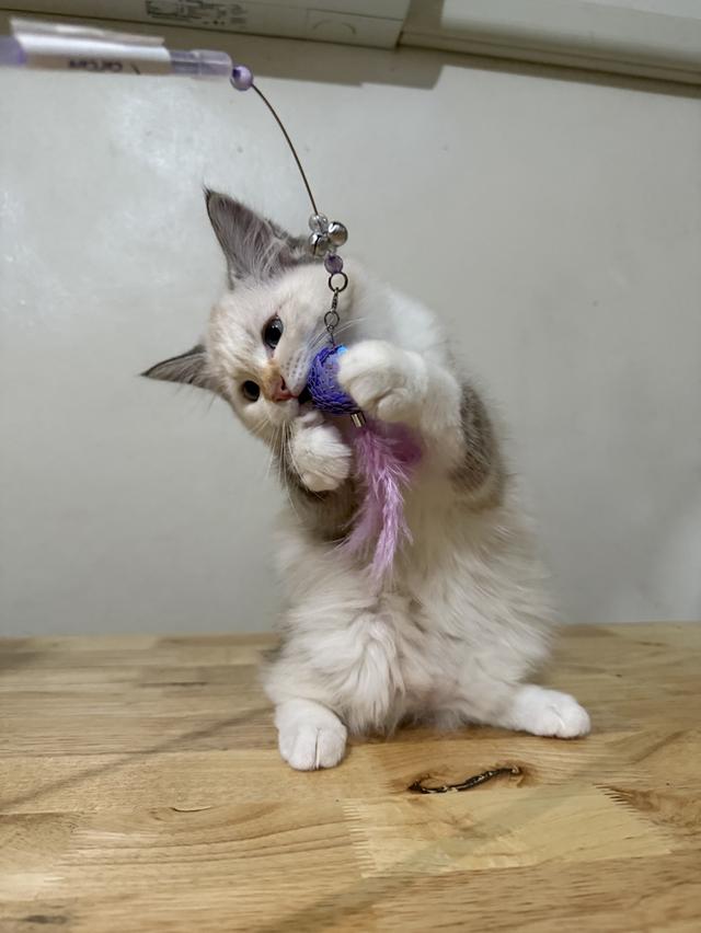 ลูกแมวไซบีเรียน (Siberian Cat) มีใบเพ็ท WCF รูปย่อยที่ 4