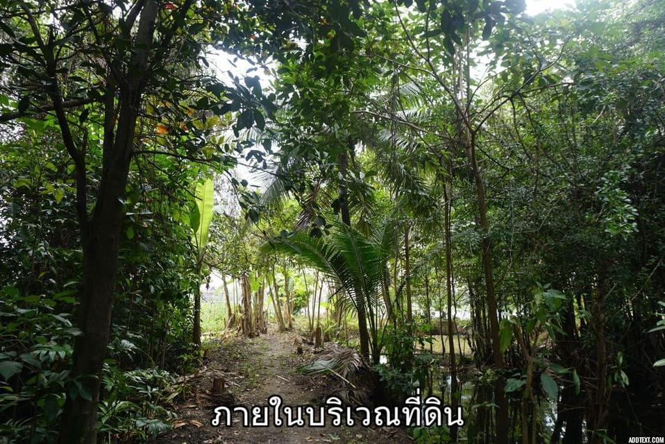 ขายที่ดินติดแม่น้ำท่าจีน อ.สามพราน จ.นครปฐม 12