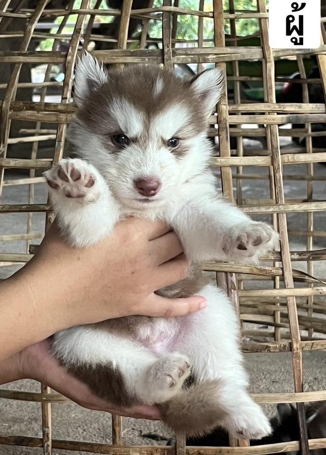 ไซบีเรียนวูดลี่โค้ด ชาย5หญิง3