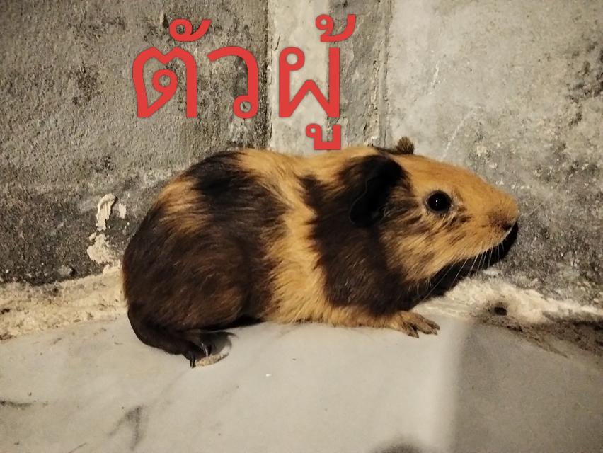 หนูแก๊สบี้หนูตะเภาเพศผู้วัย4เดือน