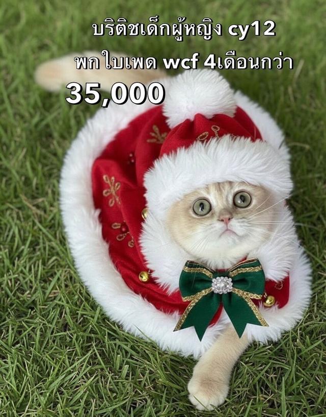 แมวบริติช เพดใบเพดwcf และรับนำเข้าแมวจาก ตปท.