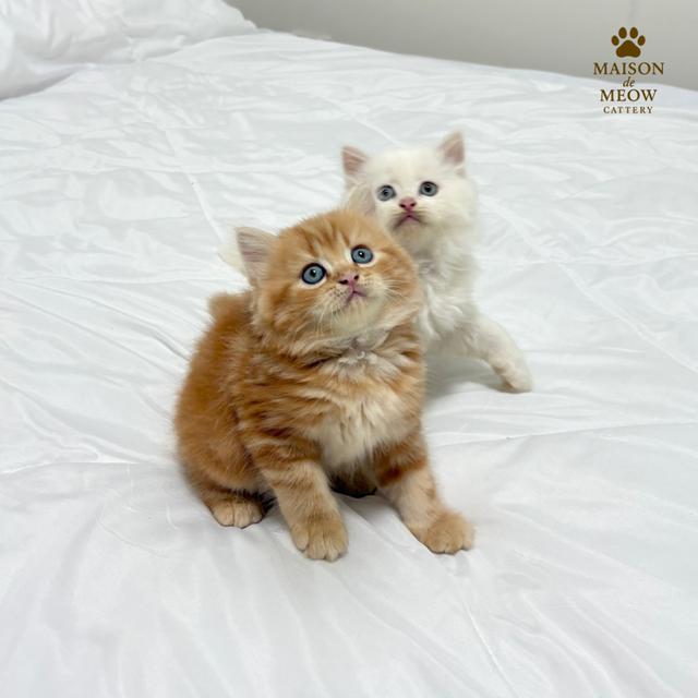 ❌ได้บ้านแล้ว เปอร์เซียแท้ ขาว/ส้ม พร้อมย้าย 9