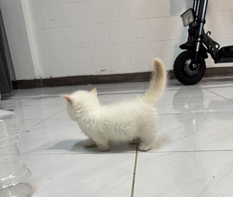 แมวขาสั้นมัชกิ้น 4