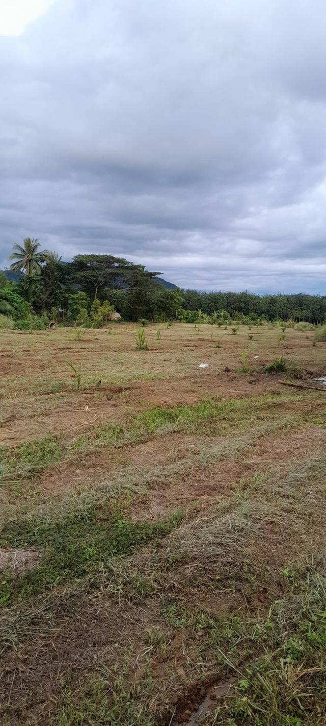 ขายที่ดินพร้อมสิ่งปลูกสร้าง 14