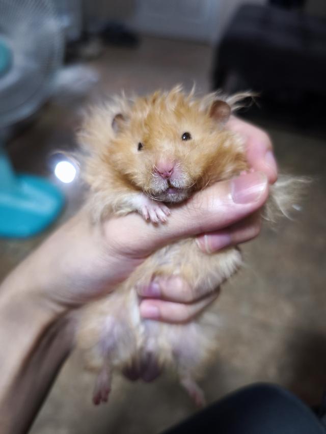 Giant Hamster หน้าหมี 2