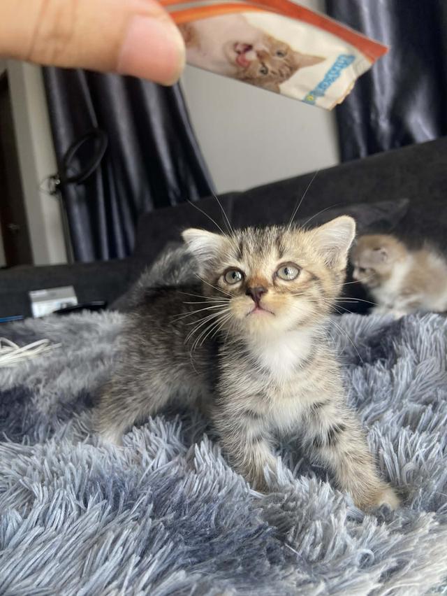 แมวพันธุ์มันช์กิ้นขายาว ชาย รูปที่ 1