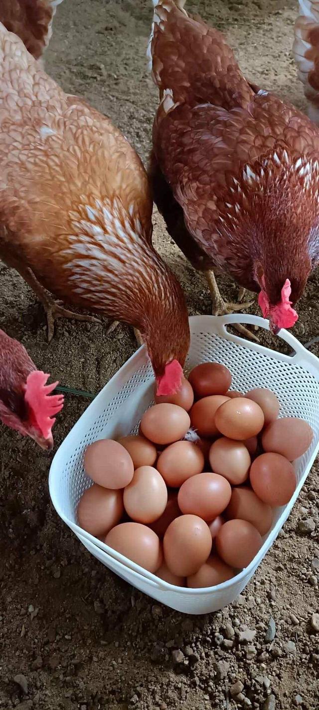 พร้อมส่งไก่ไข่ 3