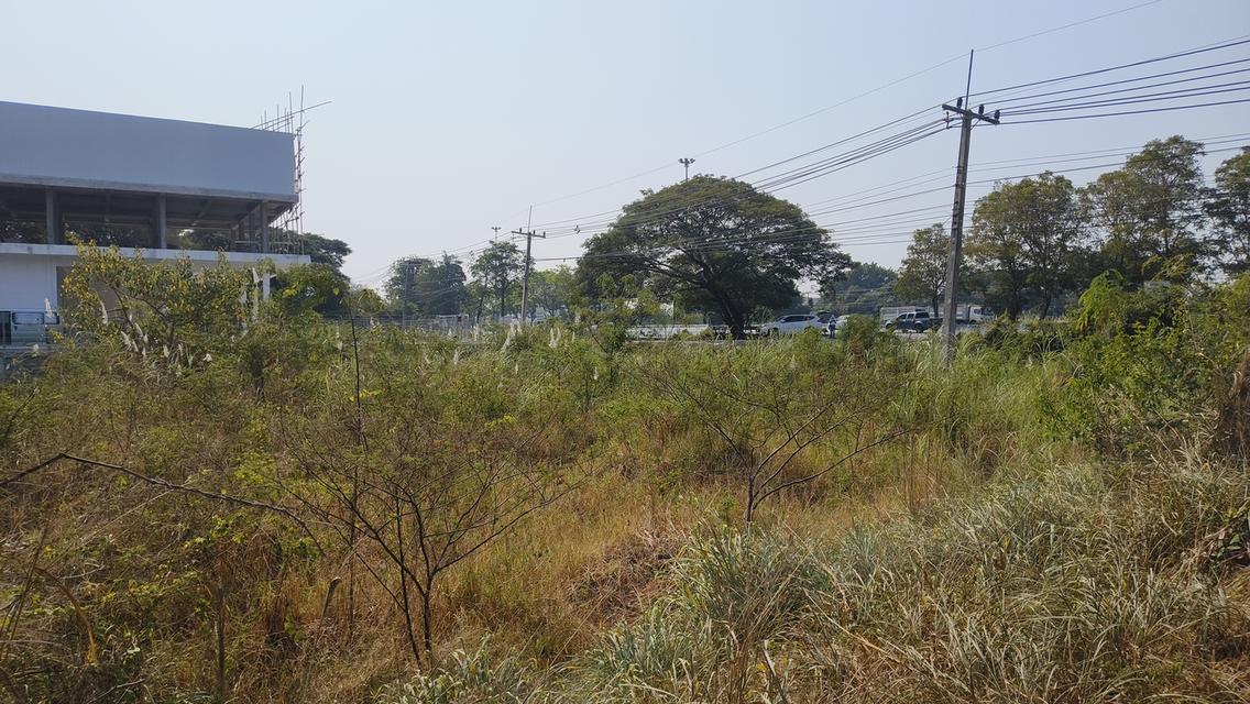 ขายด่วน ที่ดินทำเลทอง 3 ไร่เศษ ติดถนนสายเอเชีย ใกล้เมืองอ่างทอง 9