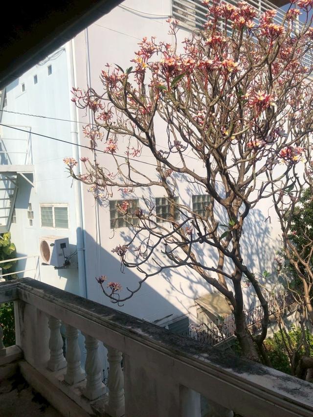 ขายบ้านเดี่ยวหายาก ประชาชื่น บางเขนฝั่งใต้ บางซื่อ กรุงเทพ เนื้อที่ 109 ตร.ว. ใกล้รถไฟฟ้าสายสีน้ำเงินสถานีตาปูน 9